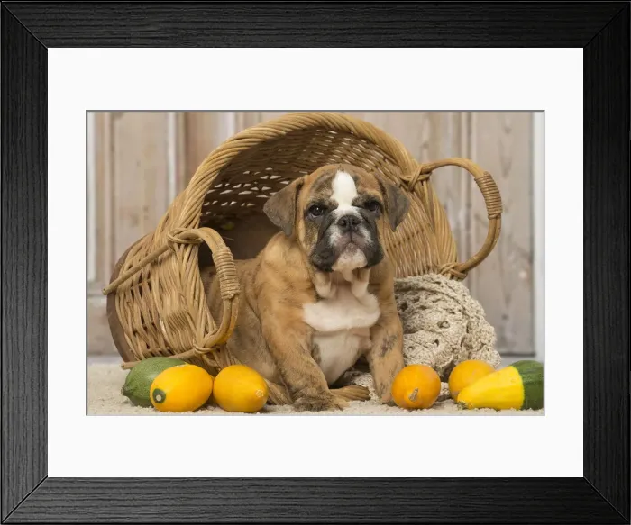 Framed Print : Picture No. 12019386 Framed Print : Picture No. 12019386
