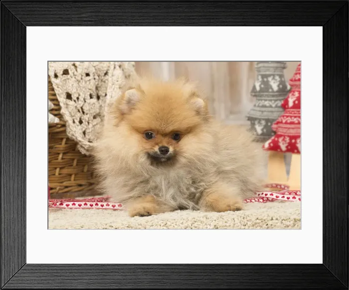 Framed Print : Picture No. 12019389 Framed Print : Picture No. 12019389