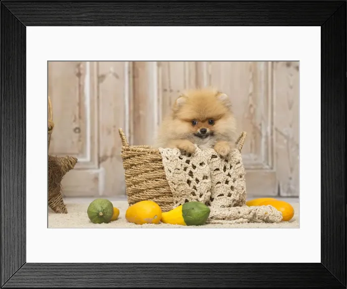 Framed Print : Picture No. 12019393 Framed Print : Picture No. 12019393