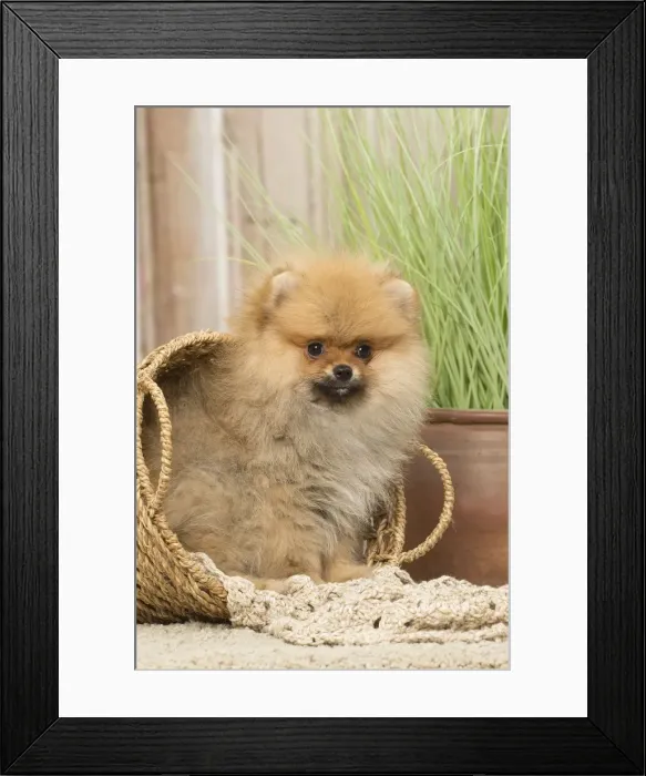 Framed Print : Picture No. 12019394 Framed Print : Picture No. 12019394
