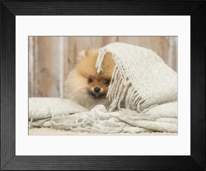 Framed Print : Picture No. 12019395 Framed Print : Picture No. 12019395