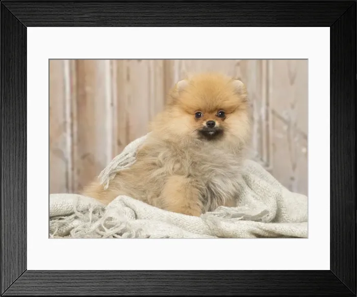 Framed Print : Picture No. 12019396 Framed Print : Picture No. 12019396