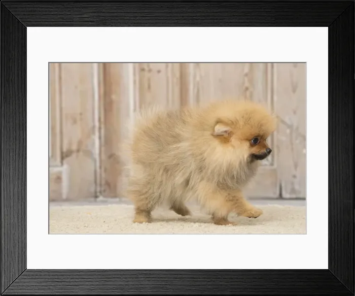 Framed Print : Picture No. 12019397 Framed Print : Picture No. 12019397