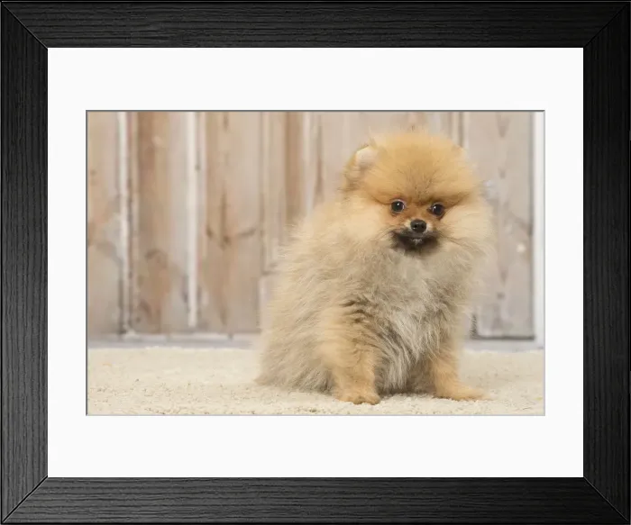 Framed Print : Picture No. 12019398 Framed Print : Picture No. 12019398