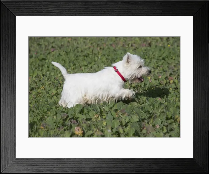 Framed Print : Picture No. 12019399 Framed Print : Picture No. 12019399