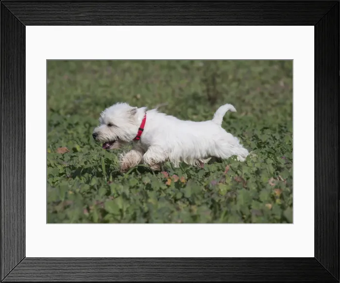 Framed Print : Picture No. 12019400 Framed Print : Picture No. 12019400