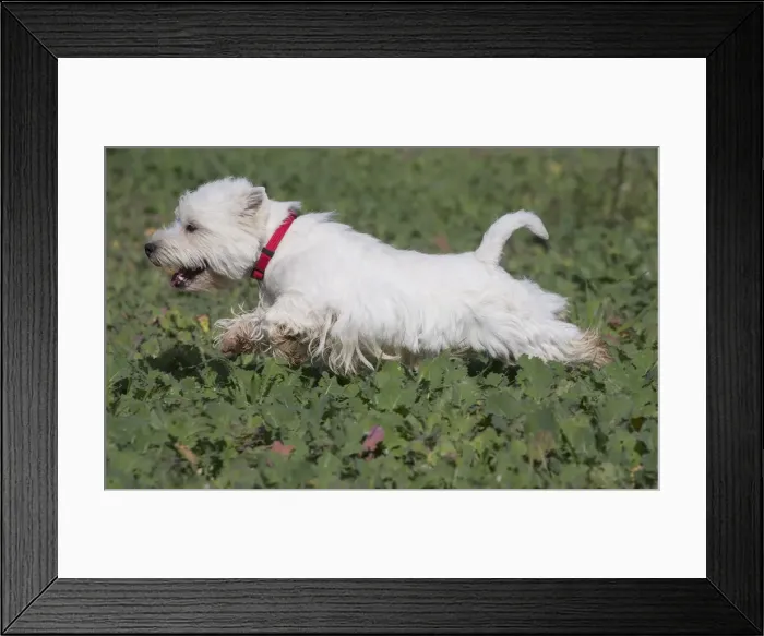 Framed Print : Picture No. 12019401 Framed Print : Picture No. 12019401