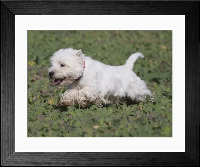 Framed Print : Picture No. 12019402 Framed Print : Picture No. 12019402