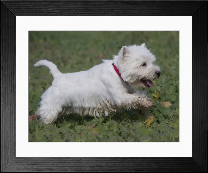 Framed Print : Picture No. 12019403 Framed Print : Picture No. 12019403