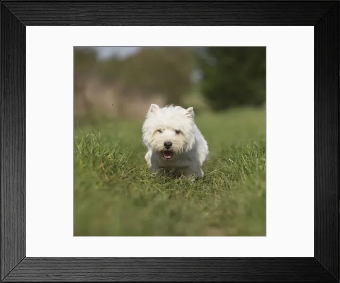 Framed Print : Picture No. 12019404 Framed Print : Picture No. 12019404