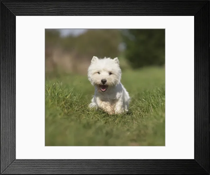 Framed Print : Picture No. 12019405 Framed Print : Picture No. 12019405