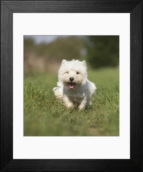 Framed Print : Picture No. 12019406 Framed Print : Picture No. 12019406