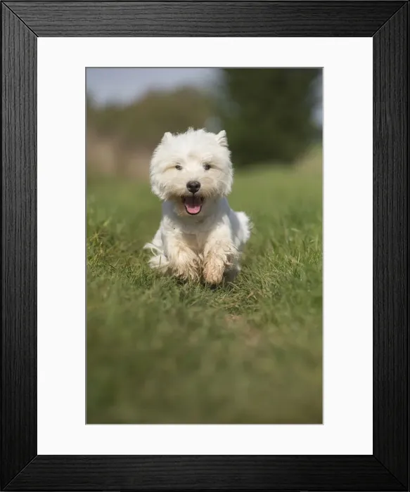 Framed Print : Picture No. 12019407 Framed Print : Picture No. 12019407