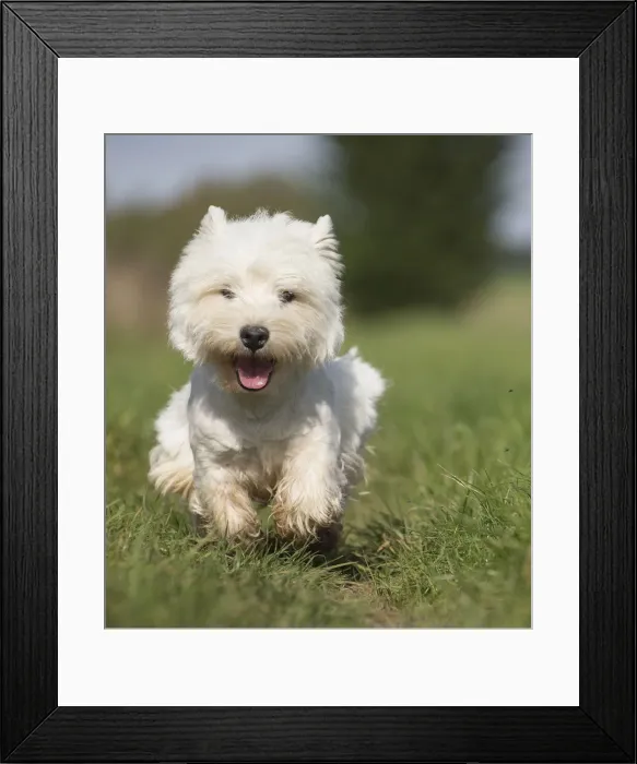 Framed Print : Picture No. 12019408 Framed Print : Picture No. 12019408