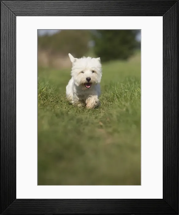 Framed Print : Picture No. 12019409 Framed Print : Picture No. 12019409