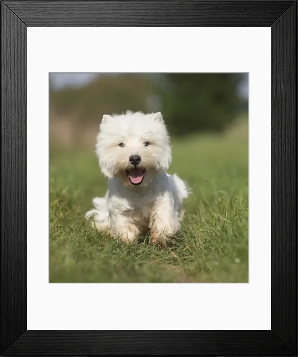 Framed Print : Picture No. 12019410 Framed Print : Picture No. 12019410