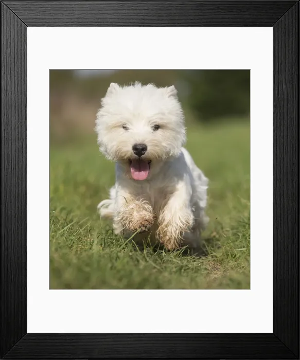 Framed Print : Picture No. 12019411 Framed Print : Picture No. 12019411