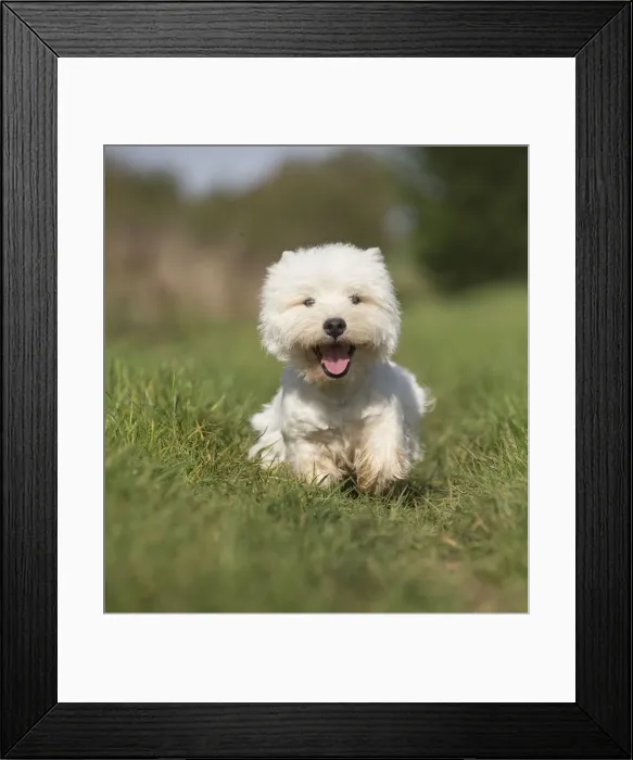 Framed Print : Picture No. 12019412 Framed Print : Picture No. 12019412