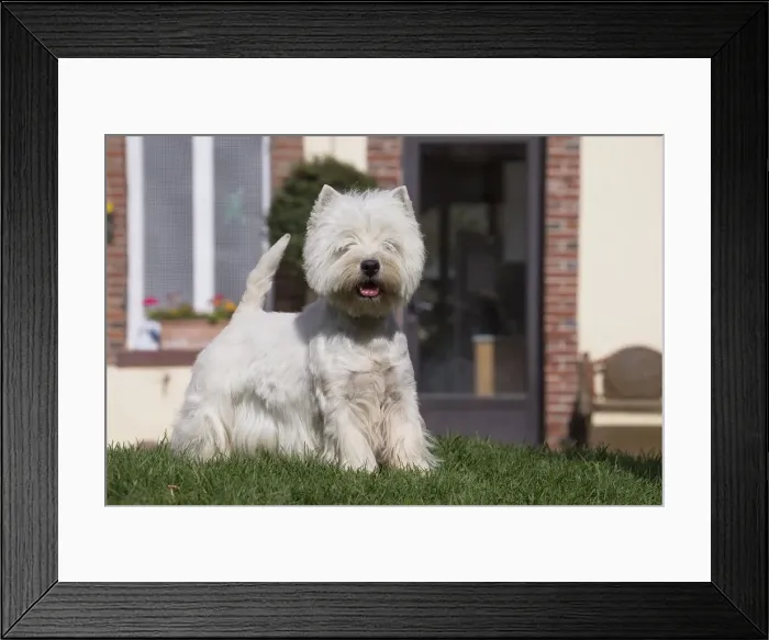 Framed Print : Picture No. 12019413 Framed Print : Picture No. 12019413