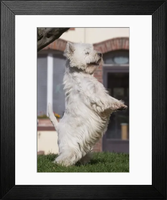 Framed Print : Picture No. 12019414 Framed Print : Picture No. 12019414