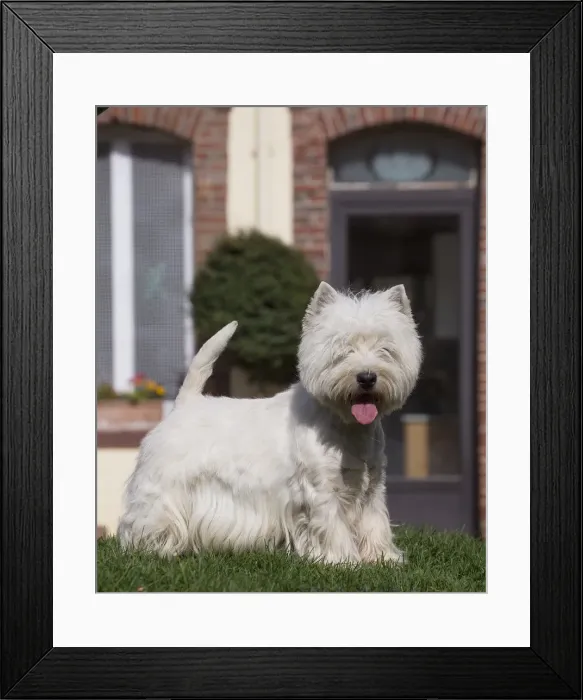 Framed Print : Picture No. 12019415 Framed Print : Picture No. 12019415