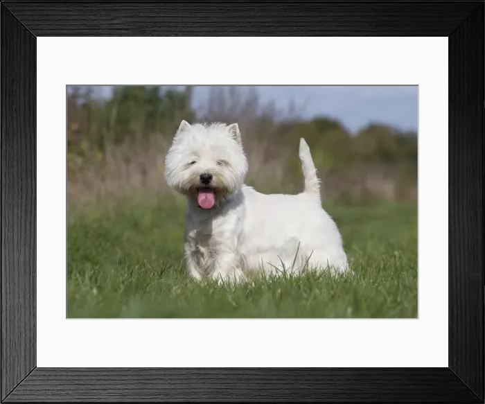 Framed Print : Picture No. 12019416 Framed Print : Picture No. 12019416