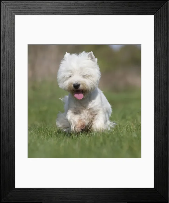 Framed Print : Picture No. 12019417 Framed Print : Picture No. 12019417