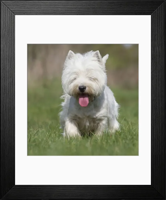 Framed Print : Picture No. 12019418 Framed Print : Picture No. 12019418