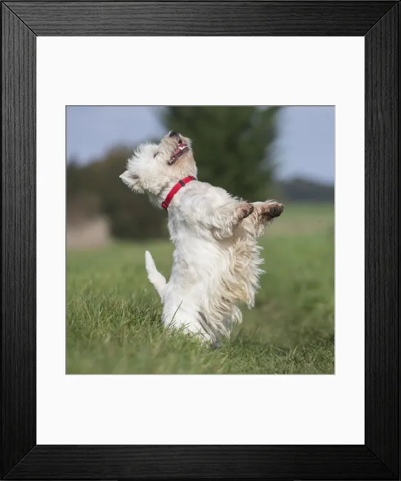 Framed Print : Picture No. 12019419 Framed Print : Picture No. 12019419