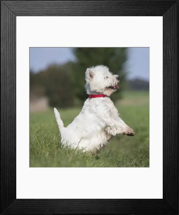 Framed Print : Picture No. 12019420 Framed Print : Picture No. 12019420