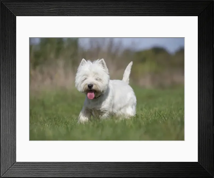 Framed Print : Picture No. 12019421 Framed Print : Picture No. 12019421