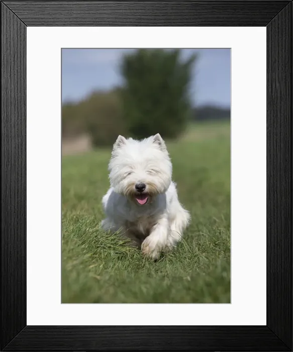 Framed Print : Picture No. 12019422 Framed Print : Picture No. 12019422