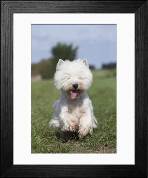 Framed Print : Picture No. 12019423 Framed Print : Picture No. 12019423