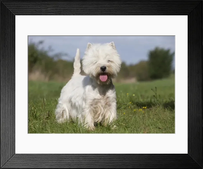 Framed Print : Picture No. 12019424 Framed Print : Picture No. 12019424