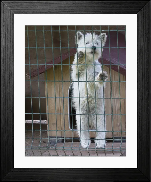 Framed Print : Picture No. 12019425 Framed Print : Picture No. 12019425