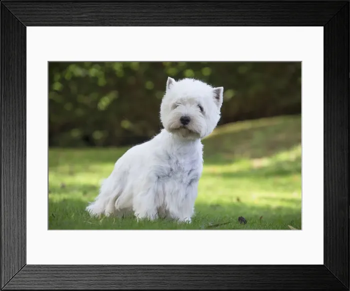 Framed Print : Picture No. 12019426 Framed Print : Picture No. 12019426