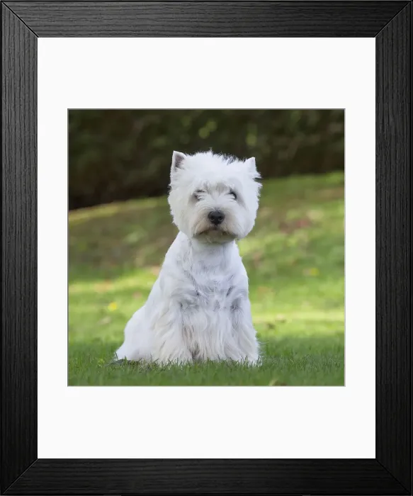Framed Print : Picture No. 12019427 Framed Print : Picture No. 12019427