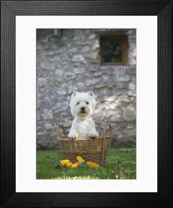 Framed Print : Picture No. 12019428 Framed Print : Picture No. 12019428