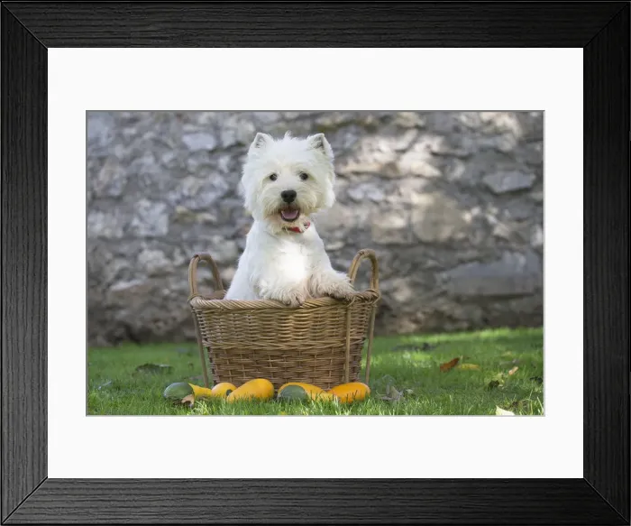 Framed Print : Picture No. 12019429 Framed Print : Picture No. 12019429