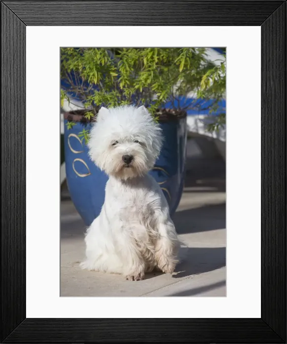 Framed Print : Picture No. 12019430 Framed Print : Picture No. 12019430