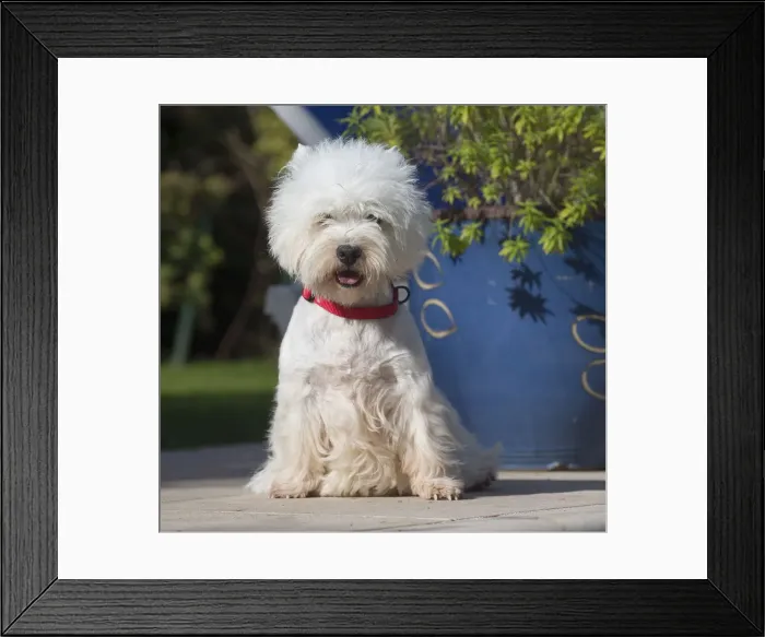 Framed Print : Picture No. 12019431 Framed Print : Picture No. 12019431