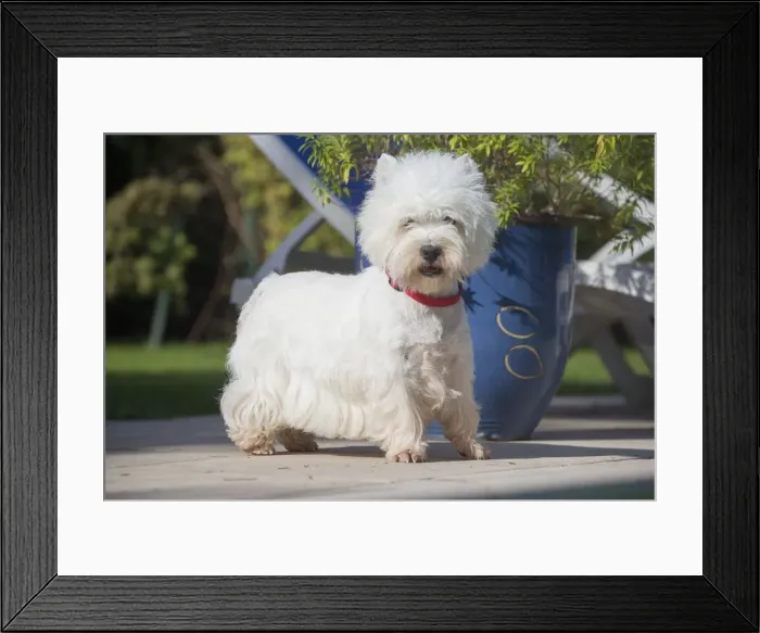 Framed Print : Picture No. 12019432 Framed Print : Picture No. 12019432