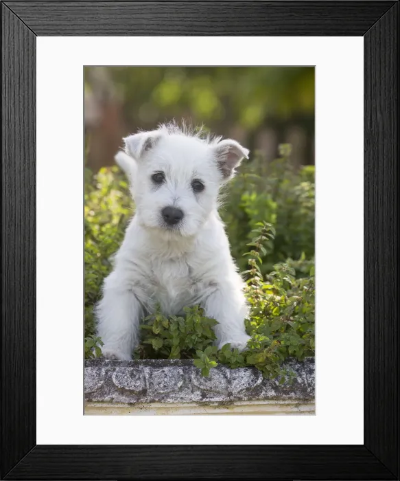 Framed Print : Picture No. 12019433 Framed Print : Picture No. 12019433