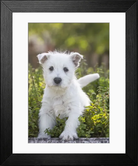 Framed Print : Picture No. 12019434 Framed Print : Picture No. 12019434