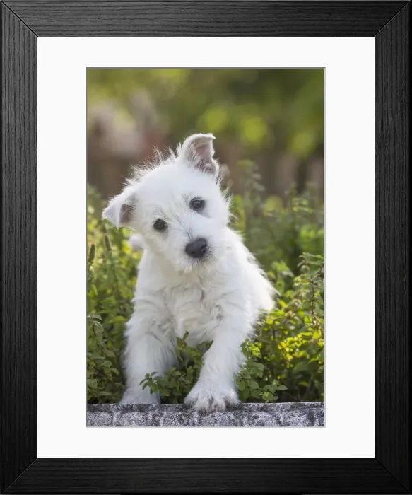 Framed Print : Picture No. 12019435 Framed Print : Picture No. 12019435