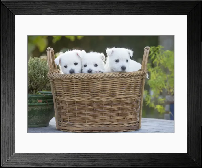 Framed Print : Picture No. 12019437 Framed Print : Picture No. 12019437