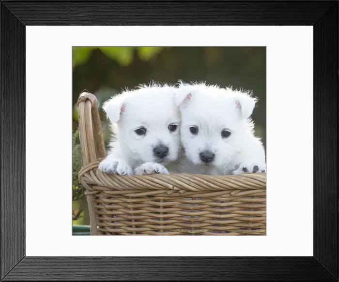 Framed Print : Picture No. 12019438 Framed Print : Picture No. 12019438