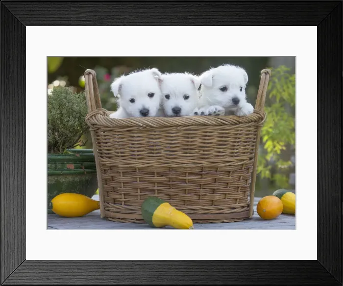 Framed Print : Picture No. 12019439 Framed Print : Picture No. 12019439