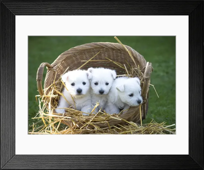 Framed Print : Picture No. 12019440 Framed Print : Picture No. 12019440