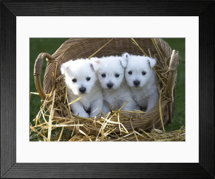 Framed Print : Picture No. 12019441 Framed Print : Picture No. 12019441